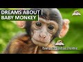 Dreams About Baby Monkeys - Biblical and Spiritual Meaning