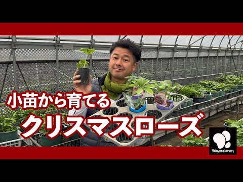 いつ、どのように葵を植えるのですか？ボーナス: メンテナンスのヒント  庭園