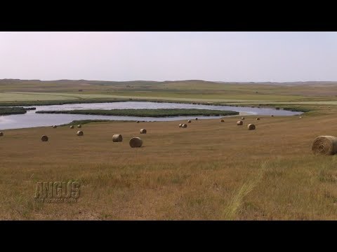 The Angus Report, February 26, 2018: A Phoenix Fiesta