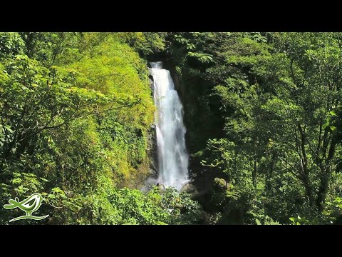 3 Hours of Relaxing Tropical Hawaiian Music | Meditation, Sleep, Study, Relaxation, Background