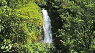 3 Hours of Relaxing Tropical Hawaiian Music | Meditation, Sleep, Study, Relaxation, Background