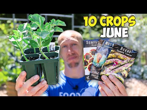10 Crops You'd Be Foolish Not to Plant in June