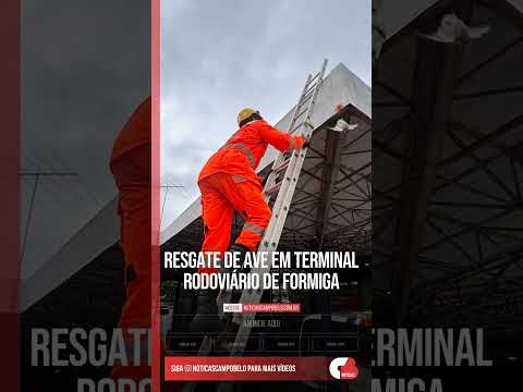 Resgate de Ave em Terminal Rodoviário de Formiga #Shorts