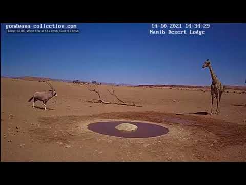 Oryx vs Giraffe