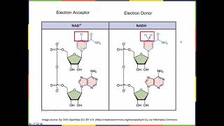 Electron carrier molecules