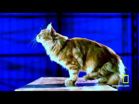 Copy of Stupid cat and other animal acting with gravity