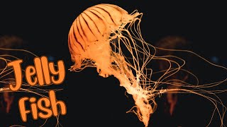 Jellyfish Explained Fun Facts and Features