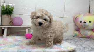 トイプードルの動画01