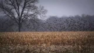 Francesco De Gregori - Pilota di guerra