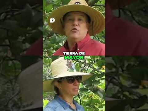 🥑🌿 El Secreto del Aguacate Venezolano: ¡Descubre la Tierra del Mejor Aguacate! 🇻🇪 #naturaleza