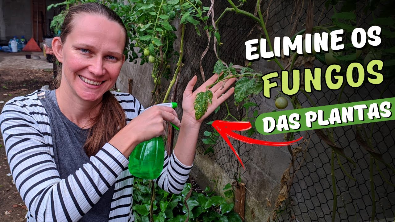3 Receitas para Combater os Fungos das Plantas 🦠 Horta em Casa 🍅 Como Acabar com os Fungos do Tomate