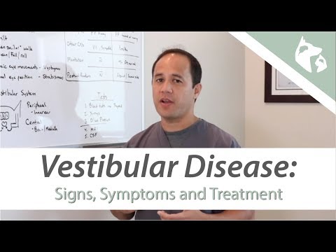 What is Vestibular Disease?