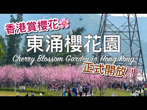 【香港好去處】2023 正式開幕！東涌櫻花園｜平日下午實際人流😂 / Cherry Blossom Garden in Hong Kong
