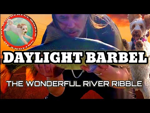 Barbel fishing the river ribble volume 2 #barbel #river #fishing #hinders #dog