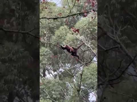 🐒 ENCONTRO RARO! Família de Bugios com Filhote na Serra Gaúcha 😍 Nova Petrópolis → Picada Café