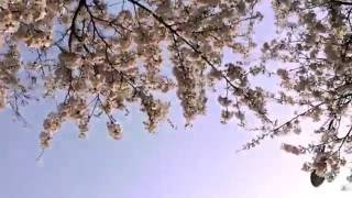 Ssighborggg feat. Luna- Time Eater (Gold Panda Recover)