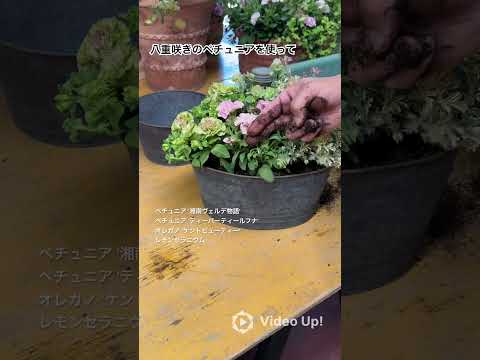 園芸 ペチュニア