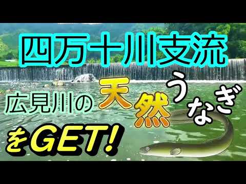 Pez anguila natural del río Hiromi, afluente del río Shimanto