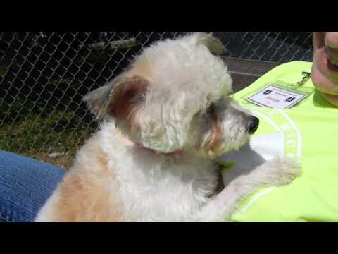 Dazzle Lu, an adopted Poodle in Houston, TX_image-1