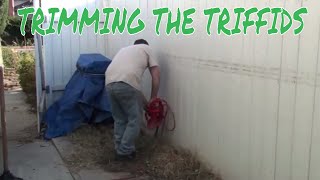 TRIMMIMNG THE TRIFFIDS