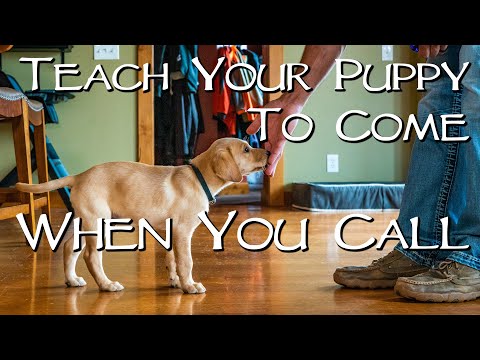 Labrador Retriever Teach Your Puppy To Come When You Call - Gun Dog Training