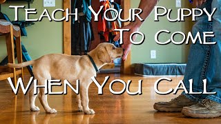 Labrador Retriever Teach Your Puppy To Come When You Call - Gun Dog Training