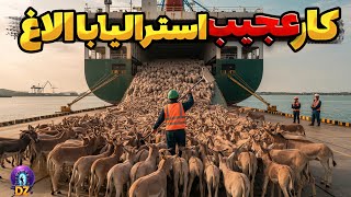 5.000.000 الاغ وحشی را در مکانی بی آب و علف به مدت 10 سال رها کردند... نتیجه اکوسیستم را زیر رو کرد.