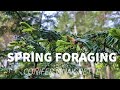 Spring Foraging - Spruce/Fir Salad Dressing Vinaigrette with Chef Robin Kort