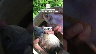 Download lagu How to Differentiate Male vs Female Tilapia Broodstock #cultivation #tilapia #broodstock #shorts mp3
