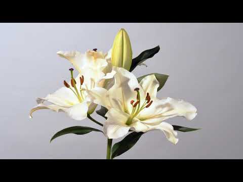 White lily flowers opening time lapse. Then stamens split open to release pollen. Lilium 4K