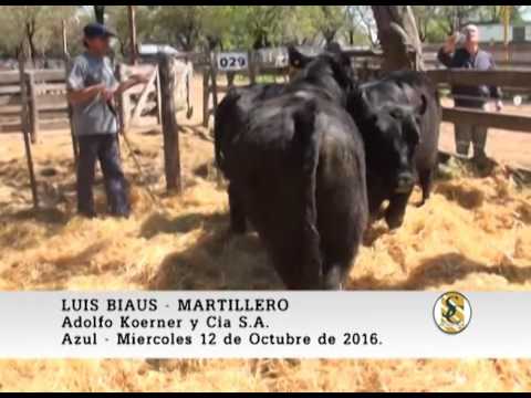 12-10-16 - Luis Biaus -  Adolfo Koerner y CIA. - Azul