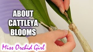 Cattleya Orchid buds, sheaths and spikes - small practical guide