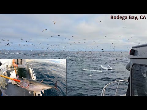 Wide Open Bluefin Tuna Fishing (What Dreams are Made of)