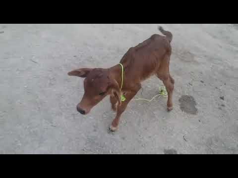 cow baby