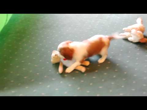 Amidala z Breńskiej Fanaberii