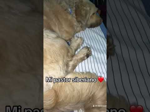 Muñeco ❤️ #perro #dog #perros #dogs #dogsofinstagram #doglover #perrosdeinstagram