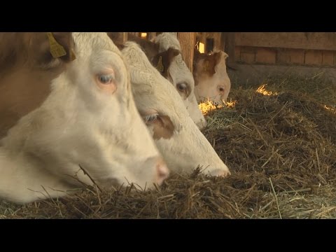 Medienwerkstatt 2015 - Strukturwandel in der Landwirtschaft