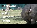 Backward Hippo