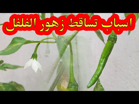 , title : 'سبب سقوط زهرة الفلفل - اسباب تساقط زهرة الفلفل الحار'