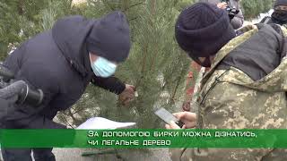 У Харкові до продавців ялинок навідалися поліцейські