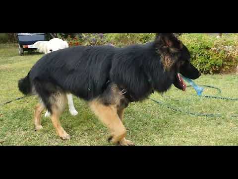 German shepherd vs Golden retriever dog