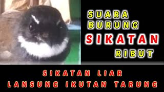 Download lagu SUARA BURUNG KIPASAN / SIKATAN RIBUT, AMPUH UNTUK PIKAT, mp3 Download lagu SUARA BURUNG KIPASAN / SIKATAN RIBUT, AMPUH UNTUK PIKAT, mp3