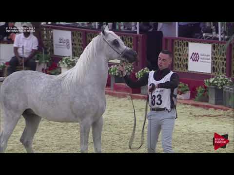 N.83 HAKEEM AL WAAB - 2019 Qatar Int. Peninsula show - Colts 2 years old (Class 5)
