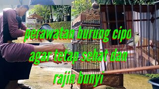 Download lagu RAWATAN BURUNG SIRTU/CIPOW AGAR TETAP SEHAT DAN RAJIN BUNYI mp3 Download lagu RAWATAN BURUNG SIRTU/CIPOW AGAR TETAP SEHAT DAN RAJIN BUNYI mp3