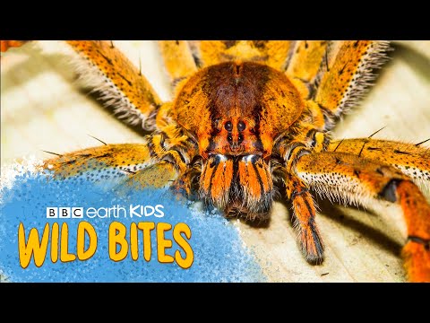 SPIDERS' SILK IS 5 TIMES STRONGER Than Steel! | Wild Bites | BBC Earth Kids