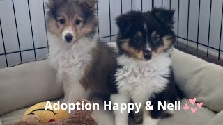 Chiots Berger des Shetland - Happy et Nell arrivent à la maison !
