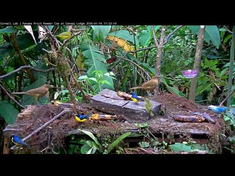 Colorful Afternoon And Interesting Euphonia Interaction On The Panama Fruit Feeder – Jan 16, 2020
