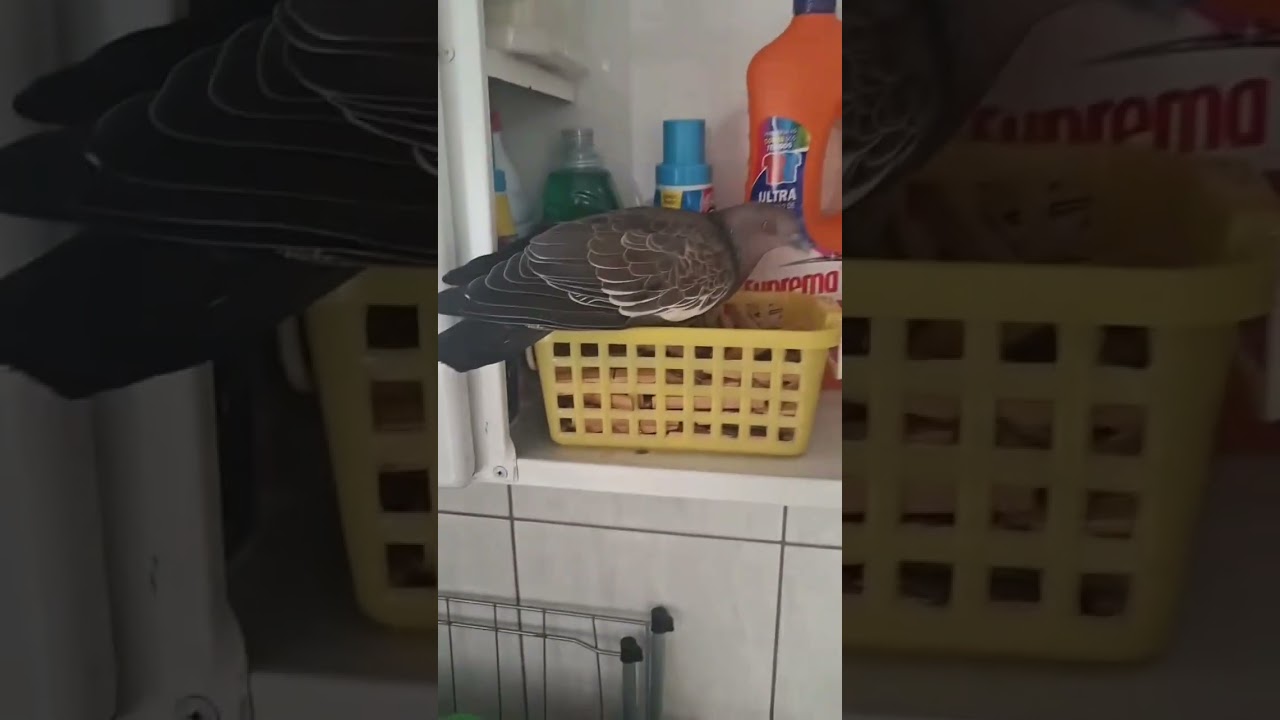 What a beautiful dove 🥰🥰 #automobile #freebird #birds #cutepets