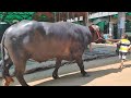 Big Buffalo In Bangladesh Buffalo Riding Gabtoli Buffalo New Collection Buffalo Video