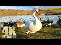 Peaceful Evening Feeding The Ducks Swans And Geese Nature Relaxation Video No Music 4K